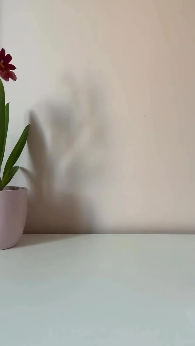 La routine moériebeauty pour des cheveux plus forts et plus denses 🌱🌿 Une formule naturelle, sans silicones, sans sulfates, testées dermatologiquement, aux résultats vraiment bluffants...🤗 Et vous, un secret pour des cheveux plus épais ? 💬