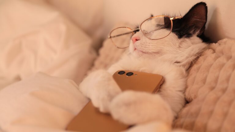 chat avec smartphone